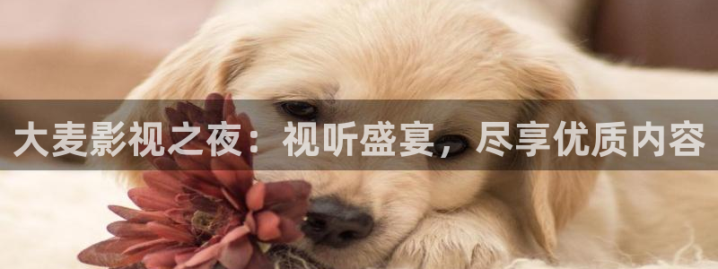 木木瓜影院：大麦影视之夜：视听盛宴，尽享优质内容